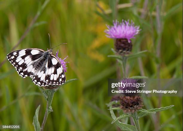 marbled white butterfly on thistle - box hill stock pictures, royalty-free photos & images