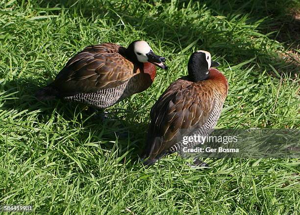 white faced whistling duck couple - white faced whistling duck stock pictures, royalty-free photos & images