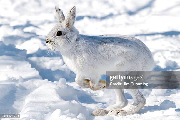 907 Rabbit Winter Stock Photos, High-Res Pictures, and Images - Getty ...