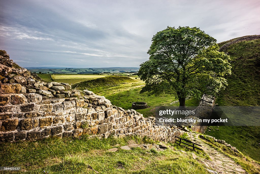 Sycamore gap Hadrian's wall