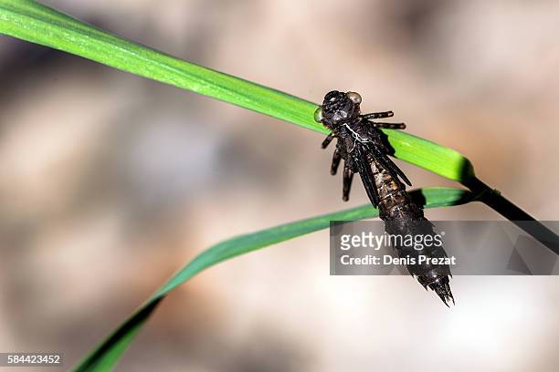 larva of dragonfly - fleur flore fotografías e imágenes de stock