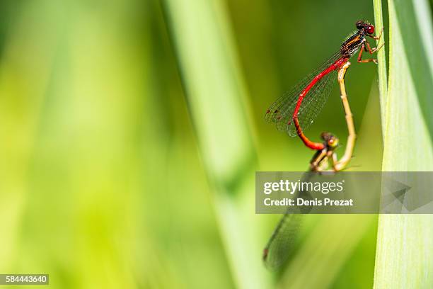 dragonfly - fleur flore fotografías e imágenes de stock