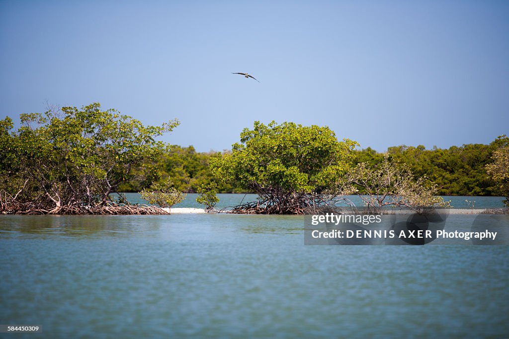 Small mangrove islands with Osprey