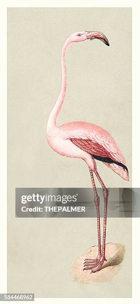 Flamingo Illustration 1888 High-Res Vector Graphic - Getty Images