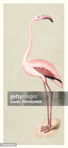 flamingo illustration 1888 - flamingos stock illustrations
