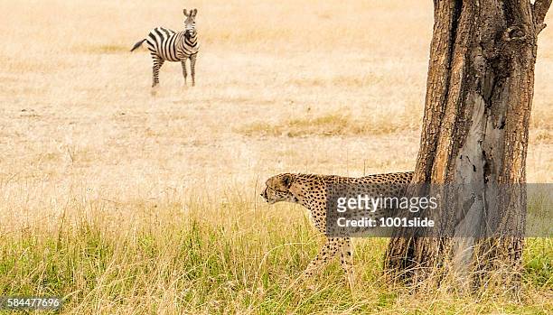 cheetah - hunting - cheetah zebras stockfoto's en -beelden