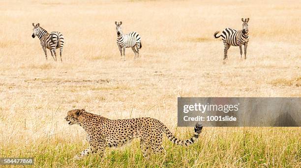 cheetah - hunting - 1001slide cheetah stock pictures, royalty-free photos & images