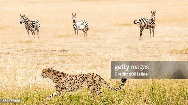 cheetah - hunting - cheetah zebras stock pictures, royalty-free photos & images