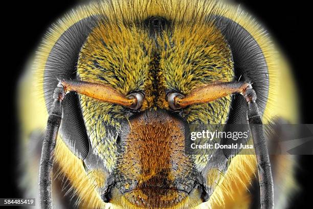 yellow bee - honey bee stock pictures, royalty-free photos & images