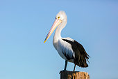 Pelican standing on wooden post against blue sky, copy space
