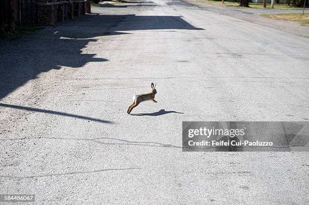 Running rabbit symbolizing speed in iGaming