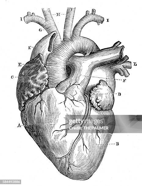 ilustraciones, imágenes clip art, dibujos animados e iconos de stock de anatomía del corazón humano 1888 - heart anatomy