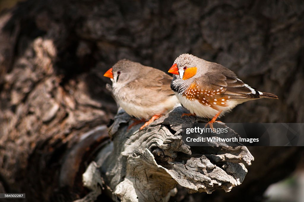 Zebra Finch (Taeniopygia guttata) pair, Australia