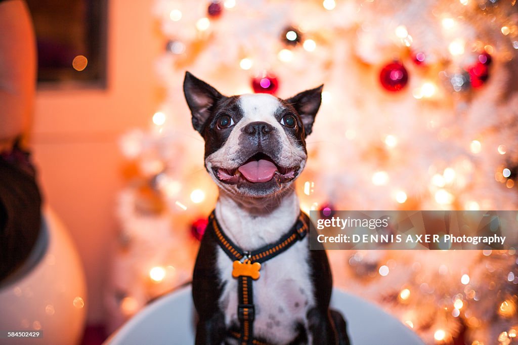 Small dog in front of a white Christmas tree