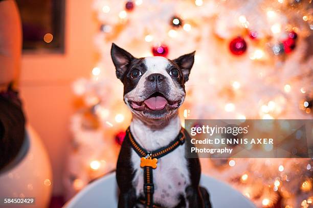 small dog in front of a white christmas tree - pets christmas stock pictures, royalty-free photos & images