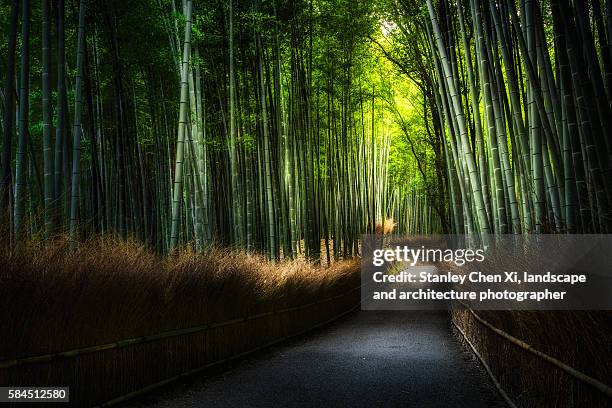 arashiyama bamboo forest - bamboo forest stock-fotos und bilder