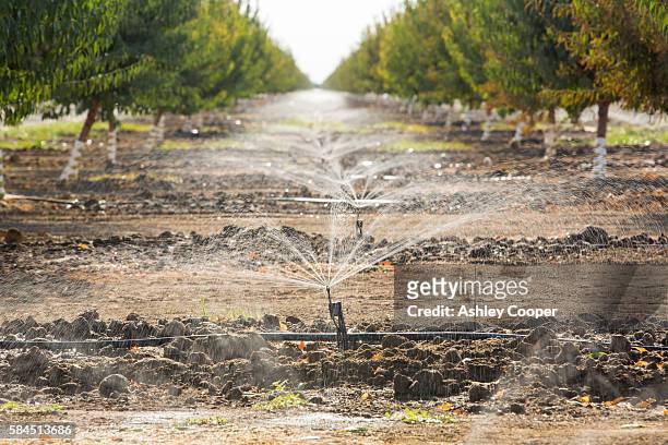 almond trees being irrigated in california's central valley, which is in the grip of a four year long drought. the catastrophic drought means that no crops will grow without increasingly scarce irrigation water. many areas of farmland have been abandoned - drought stock pictures, royalty-free photos & images
