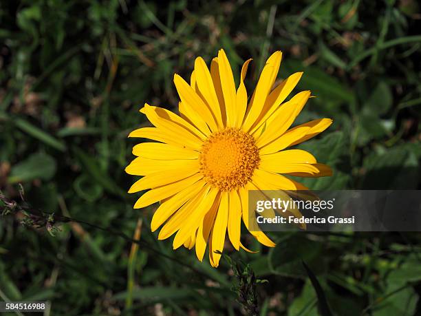 wild flower of buphthalmum salicifolium (asteroides salicina) - buphthalmum salicifolium stock pictures, royalty-free photos & images