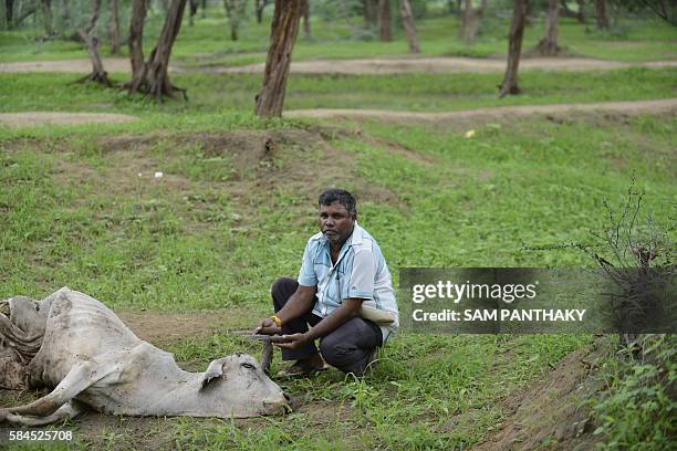 Indian Dalit, Sombhai Chamar puts down his tools for skinning cattle while sitting beside a dead cow on the outskirts of Bhuvaldi village of...