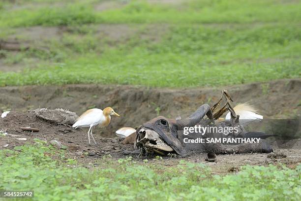 Birds feast upon the carcass of a cow on the outskirts of Bhuvaldi village of Ahmedabad district on July 29, 2016. Indian Dalit, Sombhai Chamar...