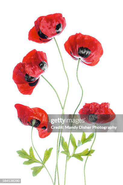 poppies - poppies stock pictures, royalty-free photos & images