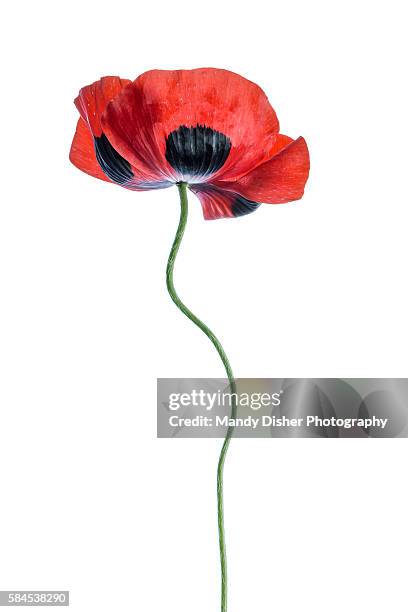 poppy - fleur de pavot photos et images de collection