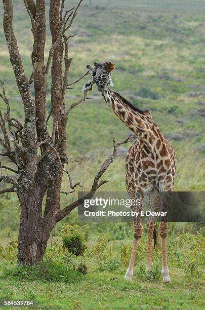 giraffe at arusha national park, tanzania - サウスアフリカキリン ストックフォトと画像