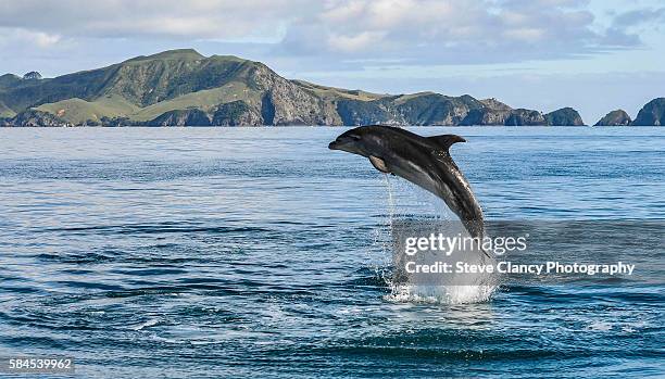 powerful - tuimelaar stockfoto's en -beelden