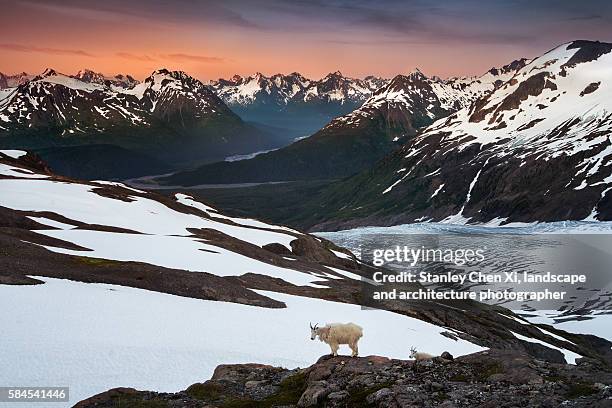 goats in kenai fjords national park - kenai fjords national park stock pictures, royalty-free photos & images