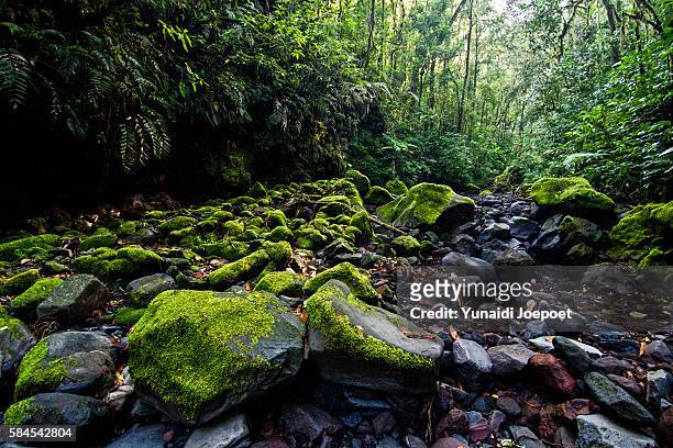 stone cover by moss in sumatran rainforest, mount kerinci, sumatra - sumatra stock pictures, royalty-free photos & images