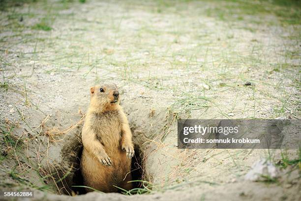 marmot at hole home. - dirt hole stock pictures, royalty-free photos & images