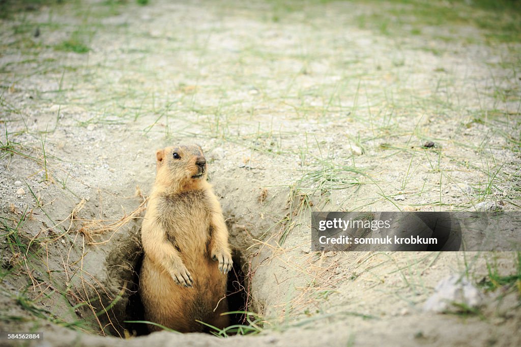 Marmot at hole home.