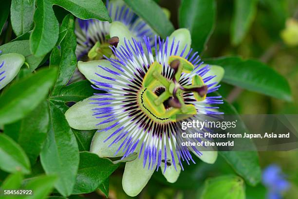 blue passion flower - passion fruit flower images stock pictures, royalty-free photos & images
