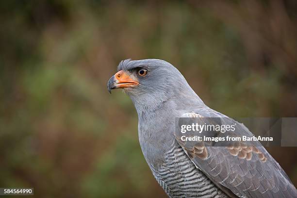 pale chanting goshawk (melierax canorus) - bird of prey stock pictures, royalty-free photos & images