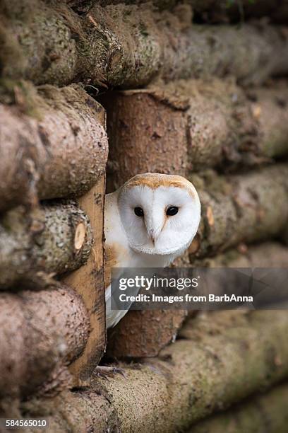 peek-a-boo barn owl - barn owl stock-fotos und bilder