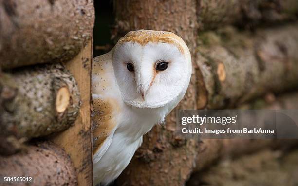 peek-a-boo barn owl - barn owl stock-fotos und bilder