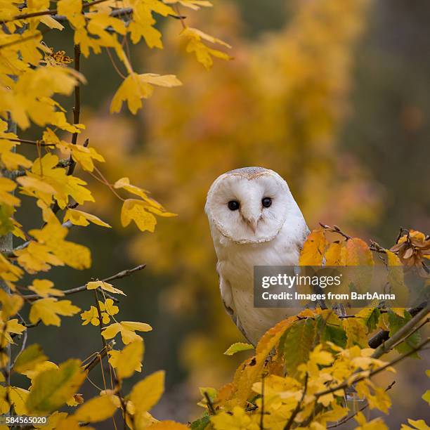 barn owl perched amongst autumn leaves - barn owl fotografías e imágenes de stock