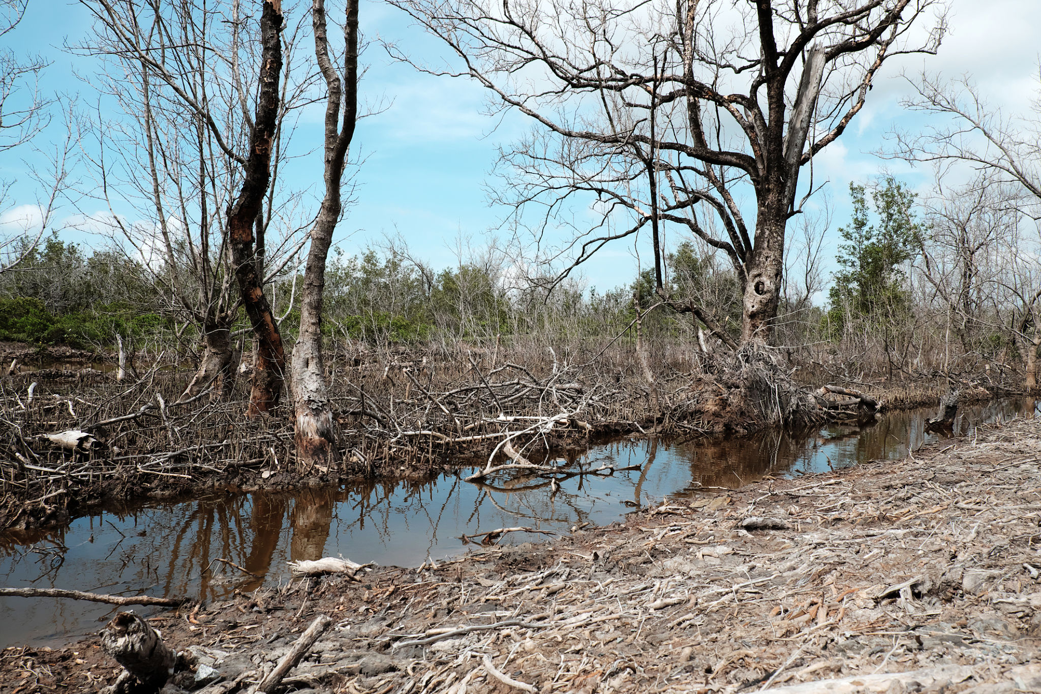 Dry mangrove forest, dried tree Dry mangrove forest, dried tree