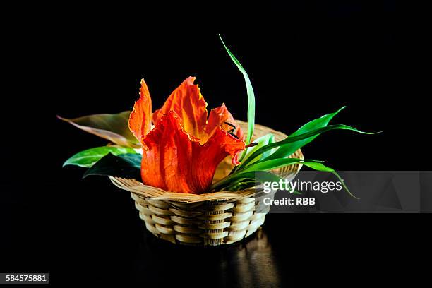 a basket of african tulips - african tulip tree stock pictures, royalty-free photos & images