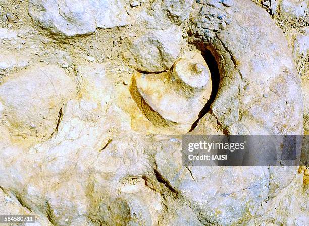 ammonite in the negev desert, cenomanian era - arabian resto foto e immagini stock