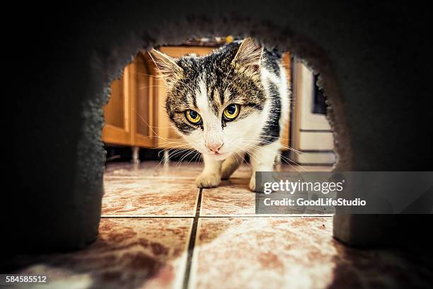 cat waiting for mouse - mouse hole stock pictures, royalty-free photos & images