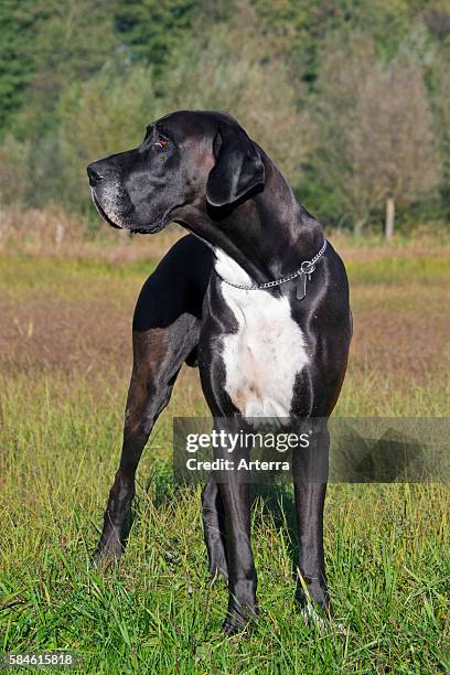 Great Dane / Deutsche Dogge / German Mastiff, one of the world's tallest dog breeds.