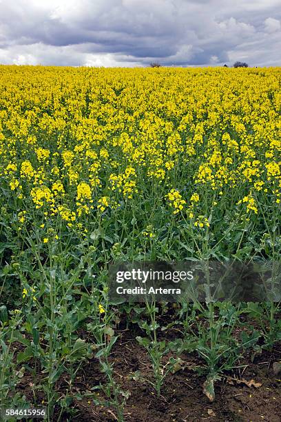 Vegetable Rappe 1,162 Rape Vegetable Stock Photos, High-Res Pictures, and Images ...