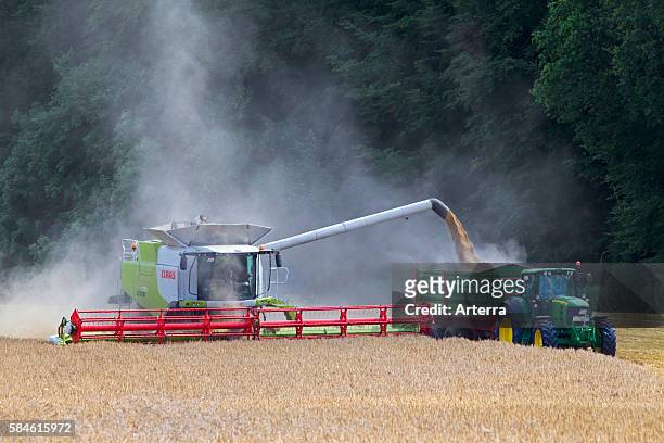 Combine harvester harvesting cereals on cornfield in summer.