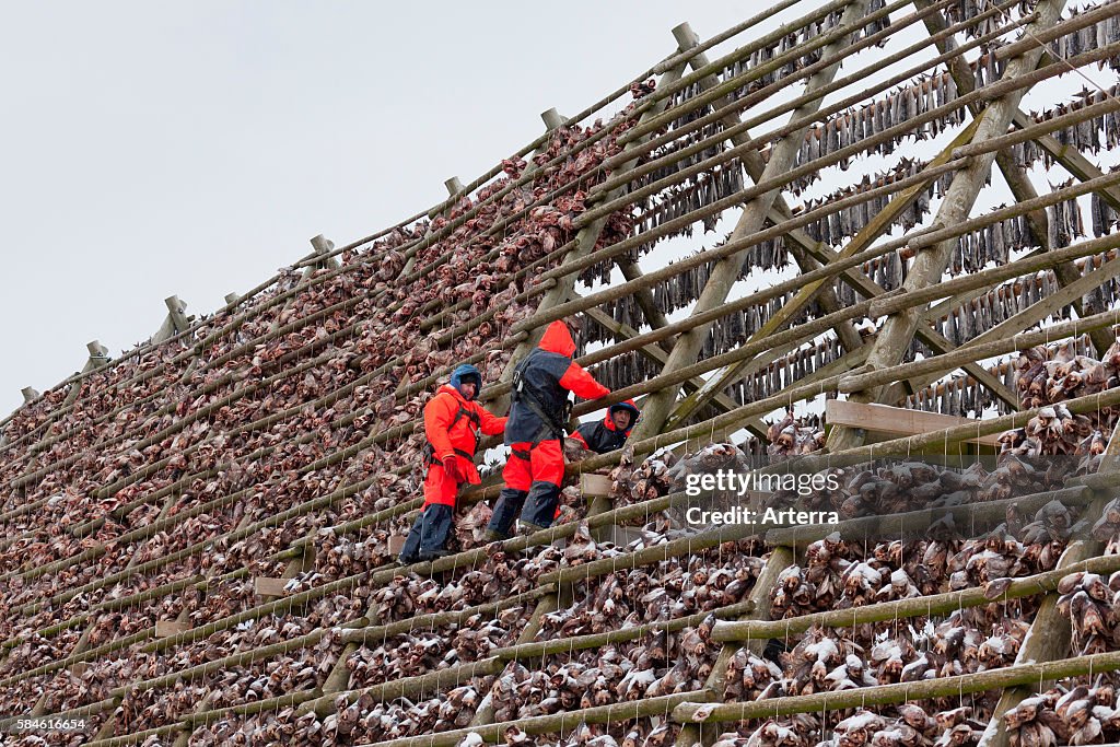 Atlantic cod (Gadus morhua) drying as stockfish on wooden racks / hjell to sell as dried fish in the Lofoten, Norway, Scandinavia
