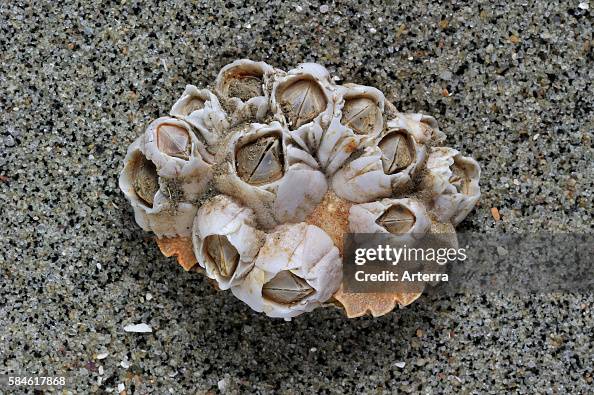 Barnacle Outside Shell Acorn barnacles / Rock barnacles on crab's shell washed on beach ...