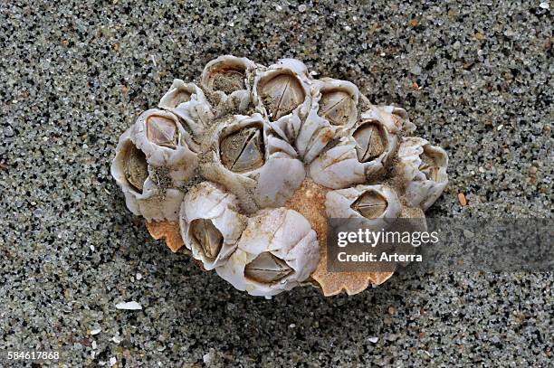 Barnicle Shellfish Barnicle Photos and Premium High Res Pictures - Getty Images