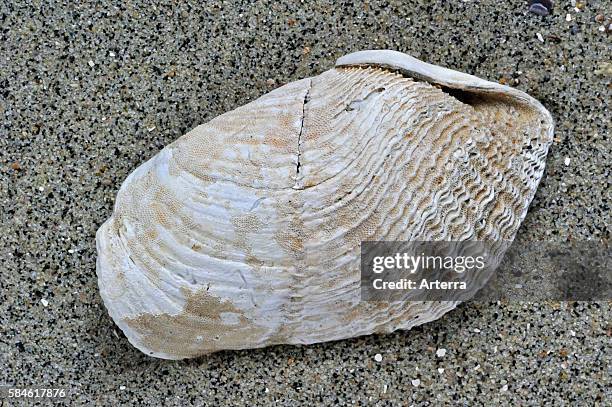 Great piddock / Oval piddock shell on beach, Pas de Calais, France .