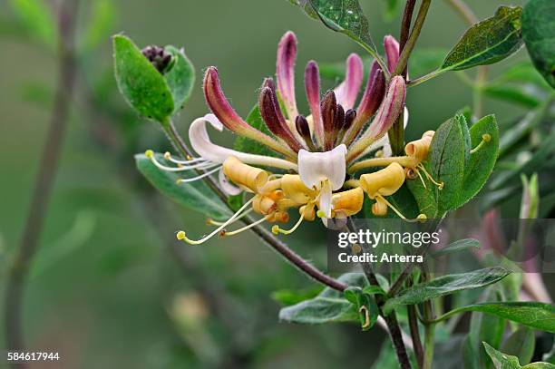 Common Honeysuckle / European Honeysuckle / Woodbine in flower, La Brenne, France.