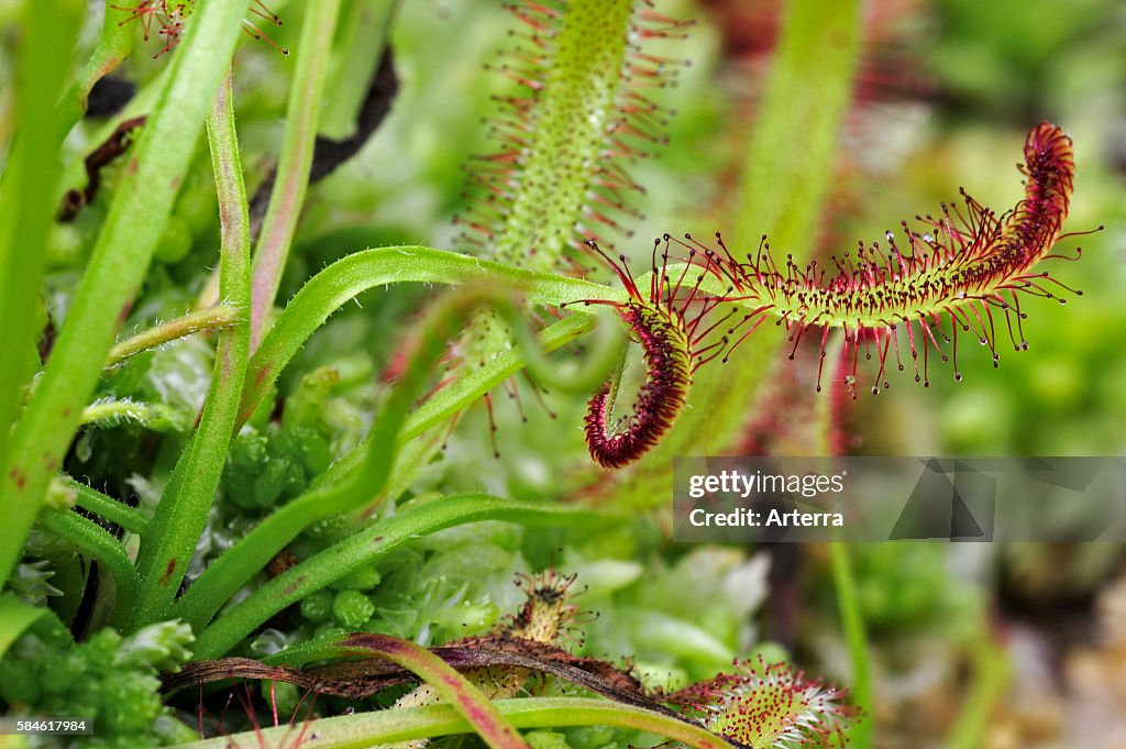 Cape sundew (Drosera capensis), native to the Cape in South Africa at the National Botanic Garden of Belgium